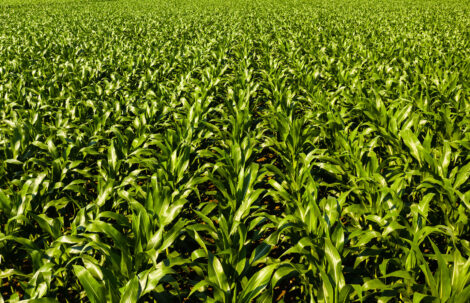 Plant Vareties and Animal Breeds