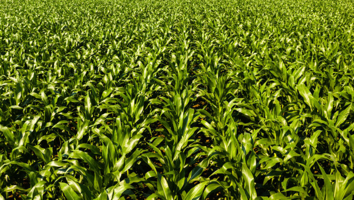 Plant Vareties and Animal Breeds